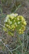 Allium scabriscapum